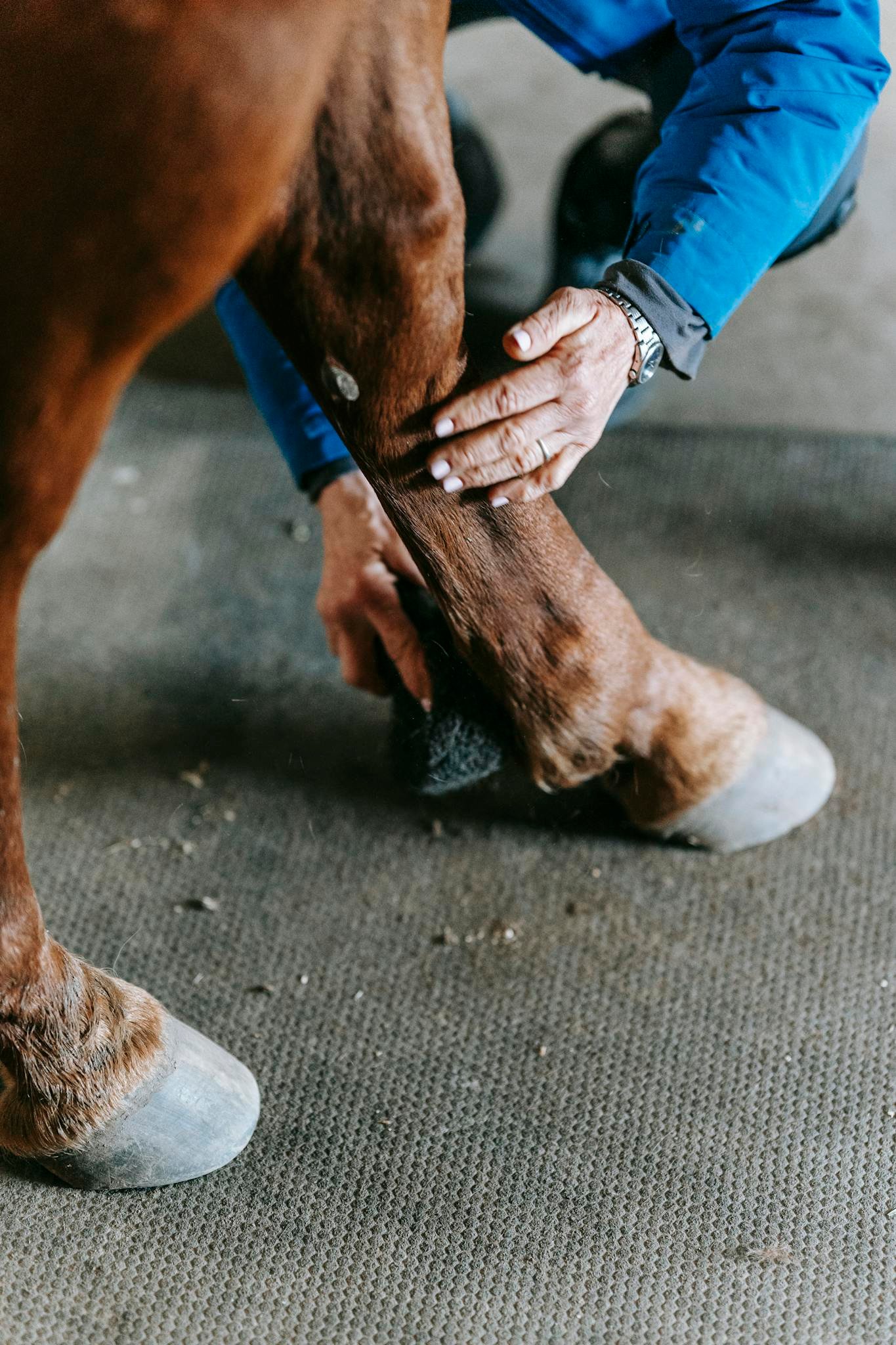 Close-up of a person grooming a horse's leg, showing hooves and hand care.