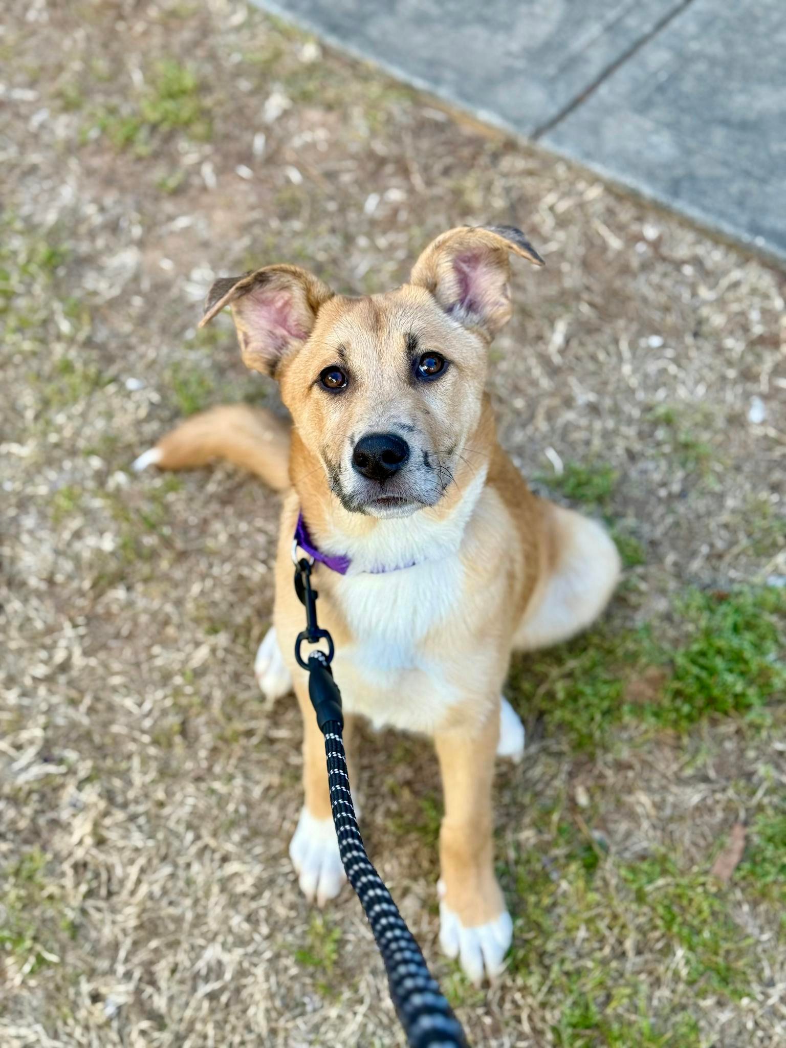 Cute German Shepherd mix puppy sitting on grass, ready for training.