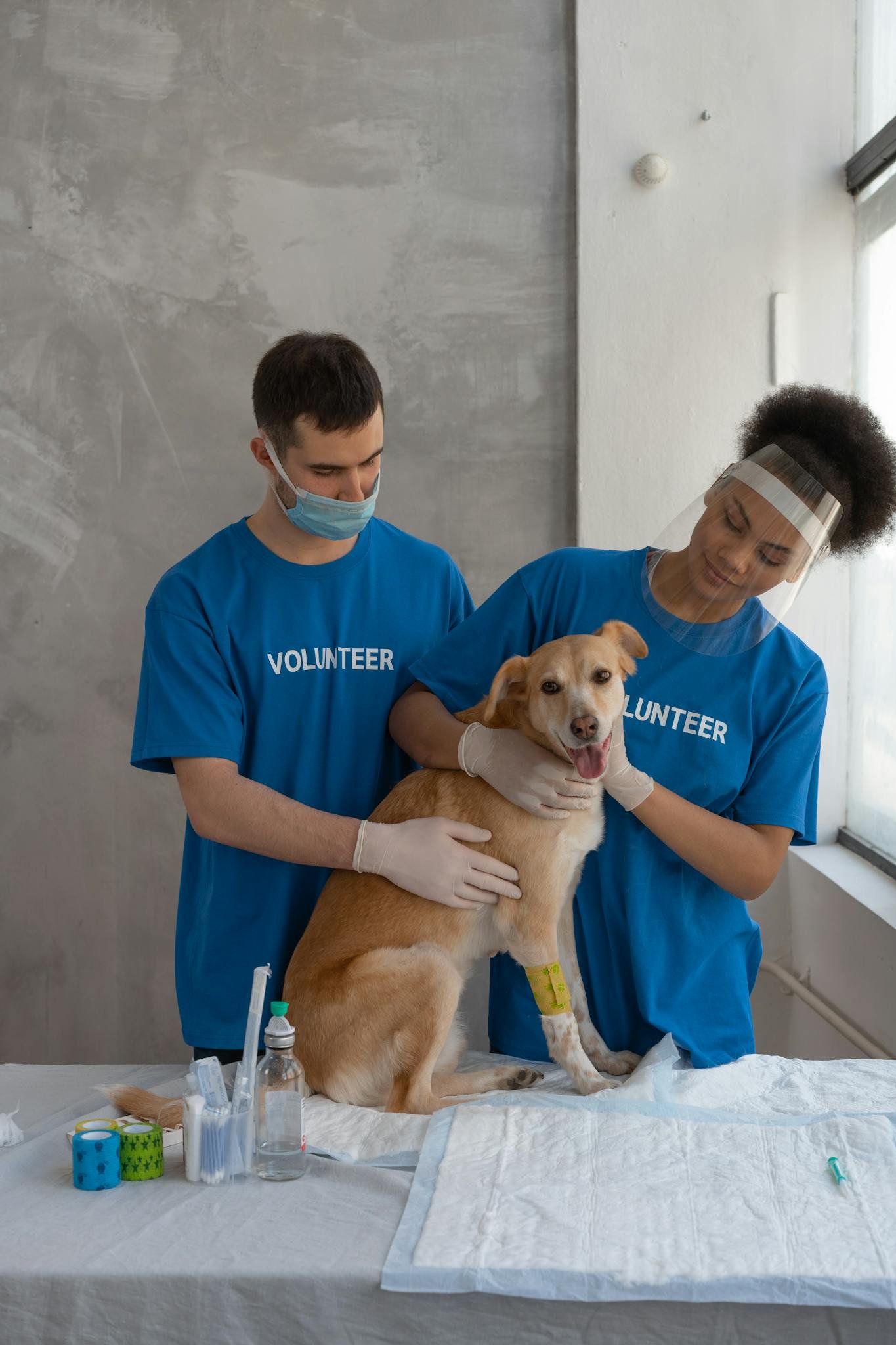 Volunteers at the clinic helping a dog during a veterinary checkup inside an examination room.